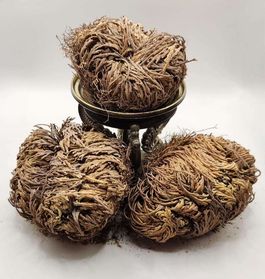 Rose of Jericho (Resurrection Plant)